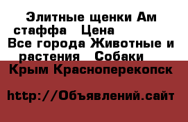 Элитные щенки Ам.стаффа › Цена ­ 25 000 - Все города Животные и растения » Собаки   . Крым,Красноперекопск